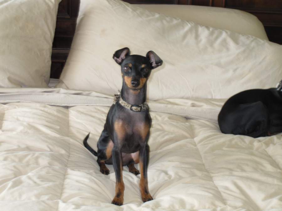 dog portrait, dog portrait from photos,manchester terrier