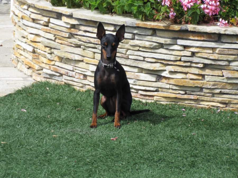 dog portrait, dog portrait from photos,manchester terrier