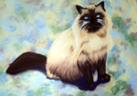 Cat portrait, cat painting, cat art, Himalyn Cat, felines, feline