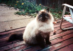 Pet Portrait, pet portrait from photos, cat portrait, cat art, Himalyn Cat, felines, feline