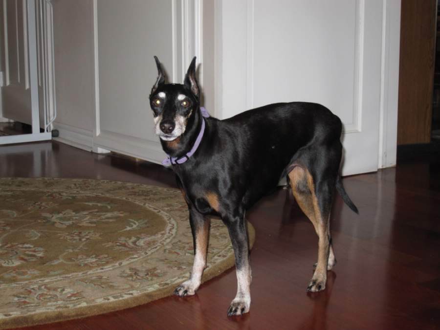 dog portrait, dog portrait from photos,manchester terrier