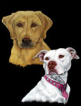 pet portrait, pet portrait from photo,dog art, dog in portrait, photo to portrait,Bull Terrier,