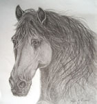 pencil portrait, graphite portrait, Arab portrait, horse portrait, Arabian horse portrait