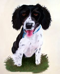 dog portrait, dog portrait from photos, dog painting, English Springer Spaniel