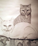 cat portrait, pencil portrait, graphite drawing