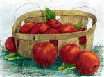 flower artist, nature artist, painting of apples, apple portrait, 