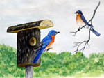 bird art, bird portraits, bluebirds, bird artist, bird painting, blue birds