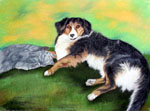 pet portrait, dog art, dog portrait, pencil portrait, animal artist, border collie painting
