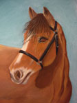 pastel portrait,pastel pet portrait, pastel horse 