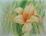 flower art, flower artist, portrait of flowers, flowers in portrait, daylilies in watercolors, daylilies in pencil