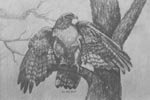wildlife,wildlife art, wildlife artist, redtailed hawk in painting, bird painting, 