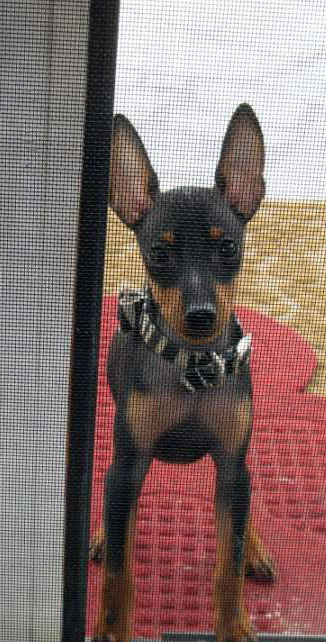 dog portrait, dog portrait from photos,manchester terrier