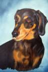 dog portrait, dog portrait from photos, dachshound