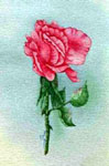  flowers, roses, red roses, watercolors